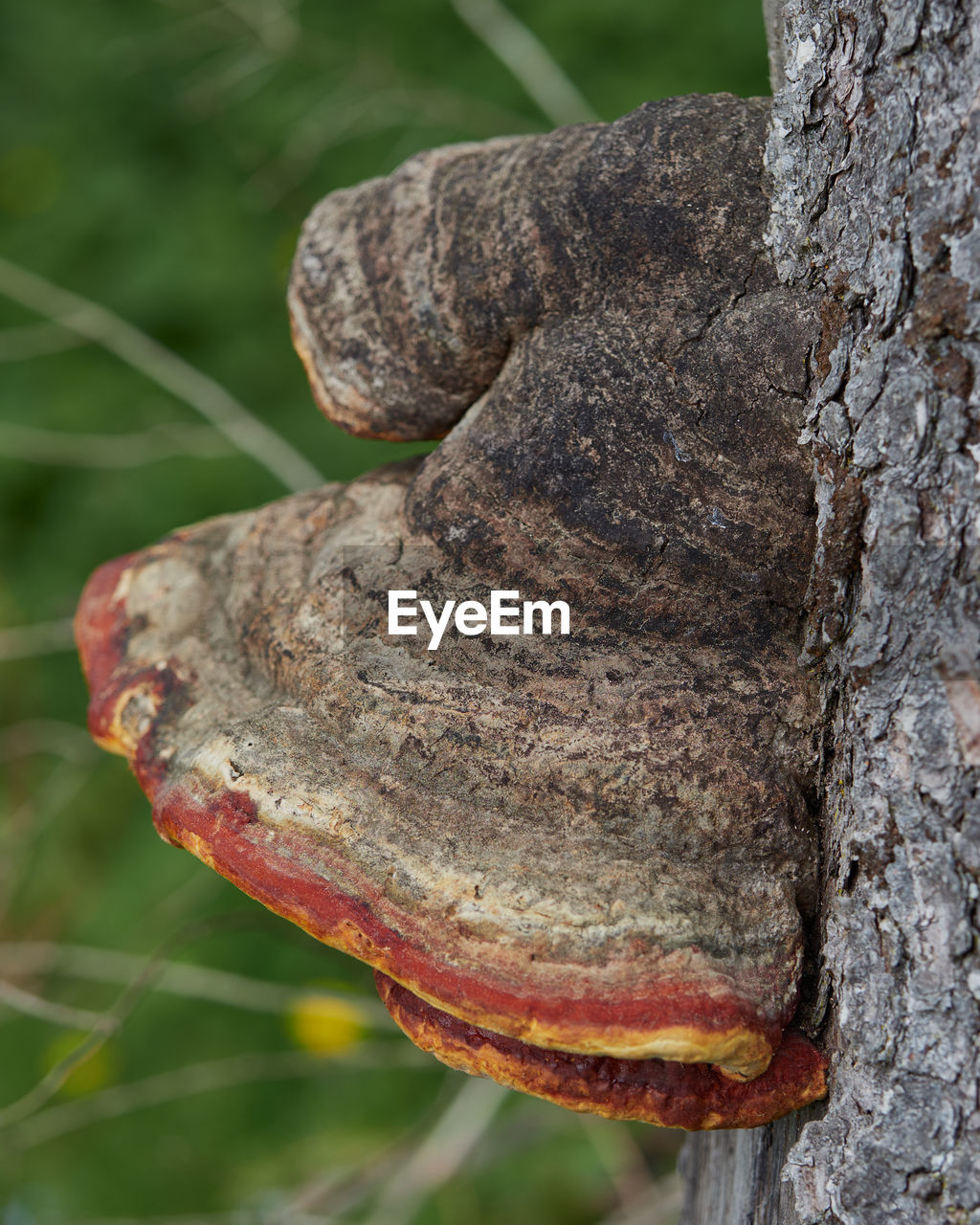 CLOSE-UP OF TREE TRUNK