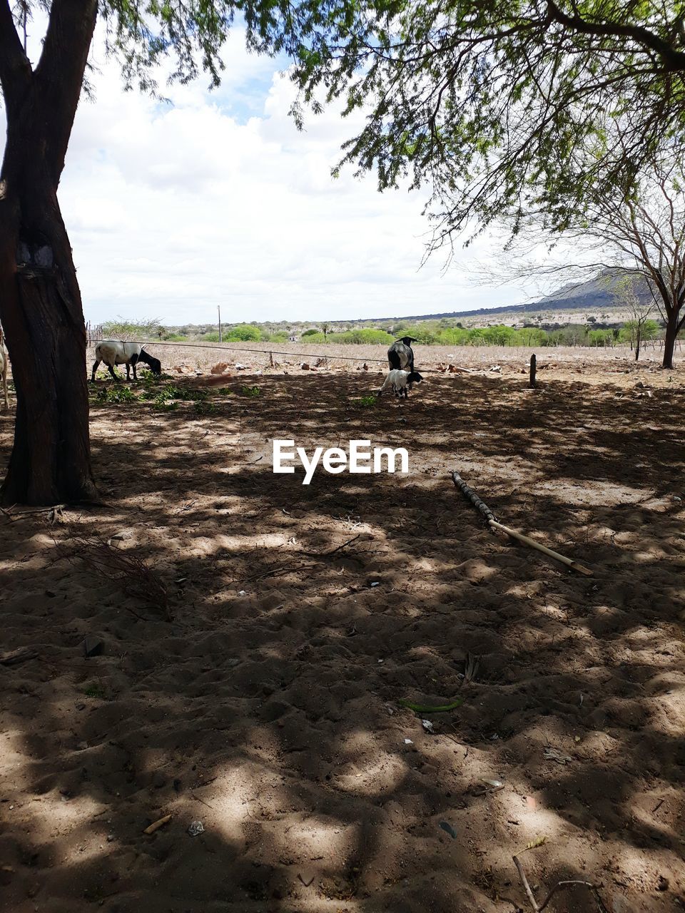 HORSE ON FIELD AGAINST SKY