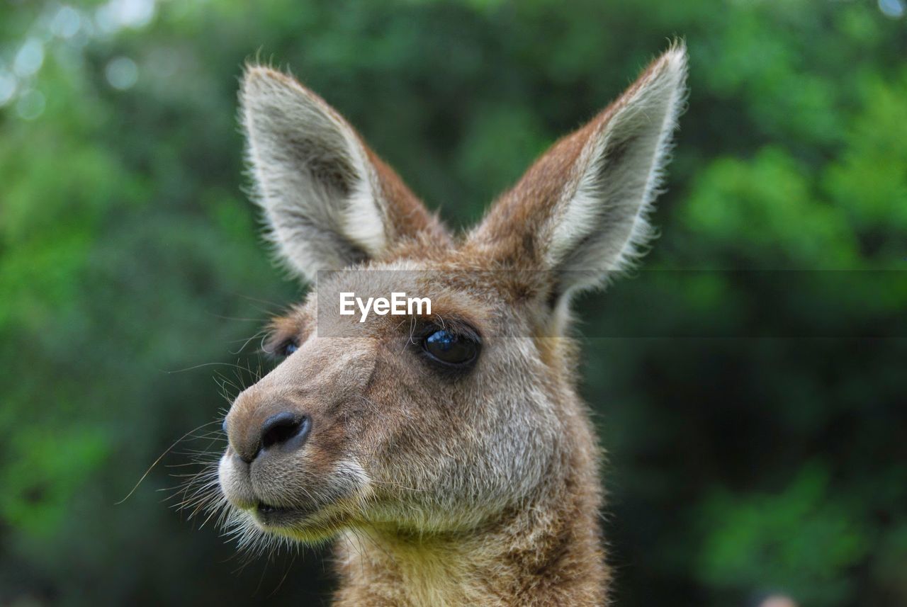 Close-up of kangaroo against trees