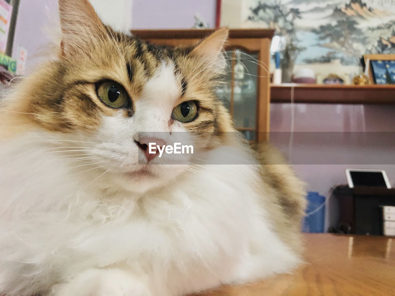 Close-up portrait of cat at home