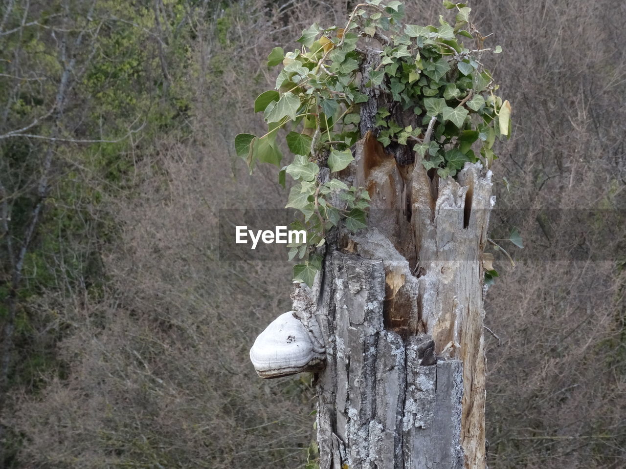 CLOSE-UP OF MOSS GROWING ON TREE TRUNK