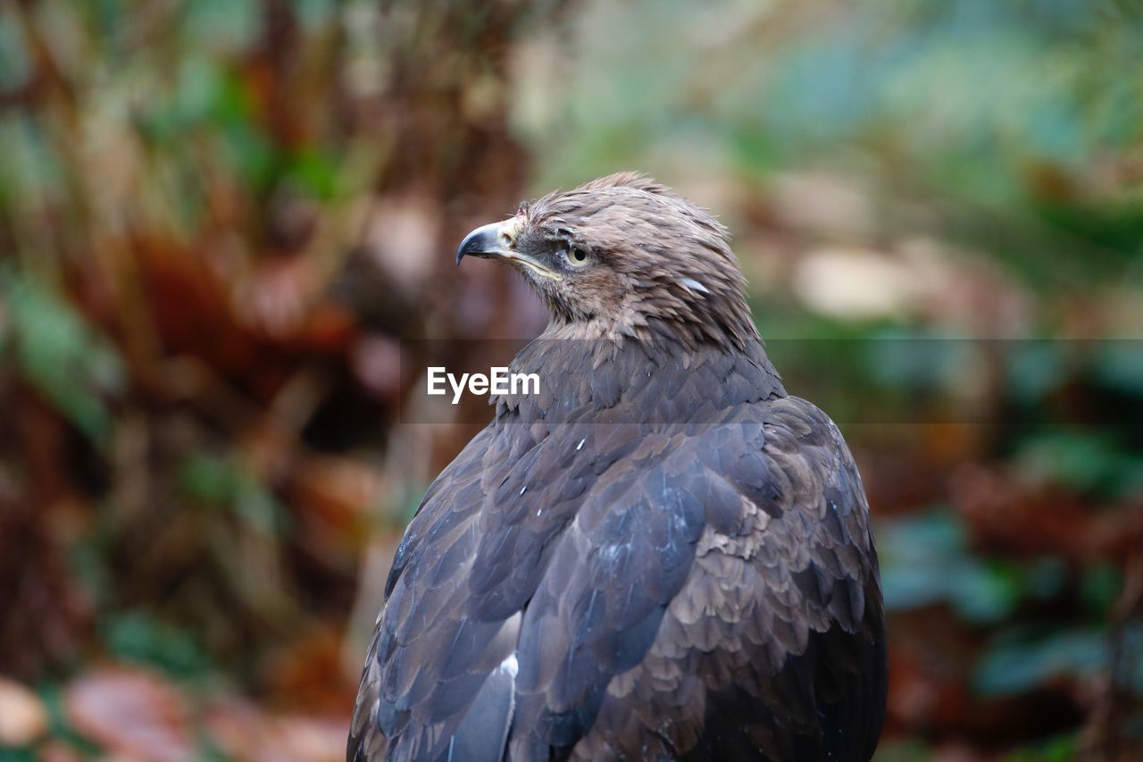 CLOSE-UP OF EAGLE PERCHING ON OUTDOORS