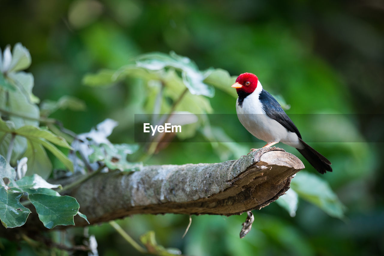 Yellow-billed cardinal perching on branch