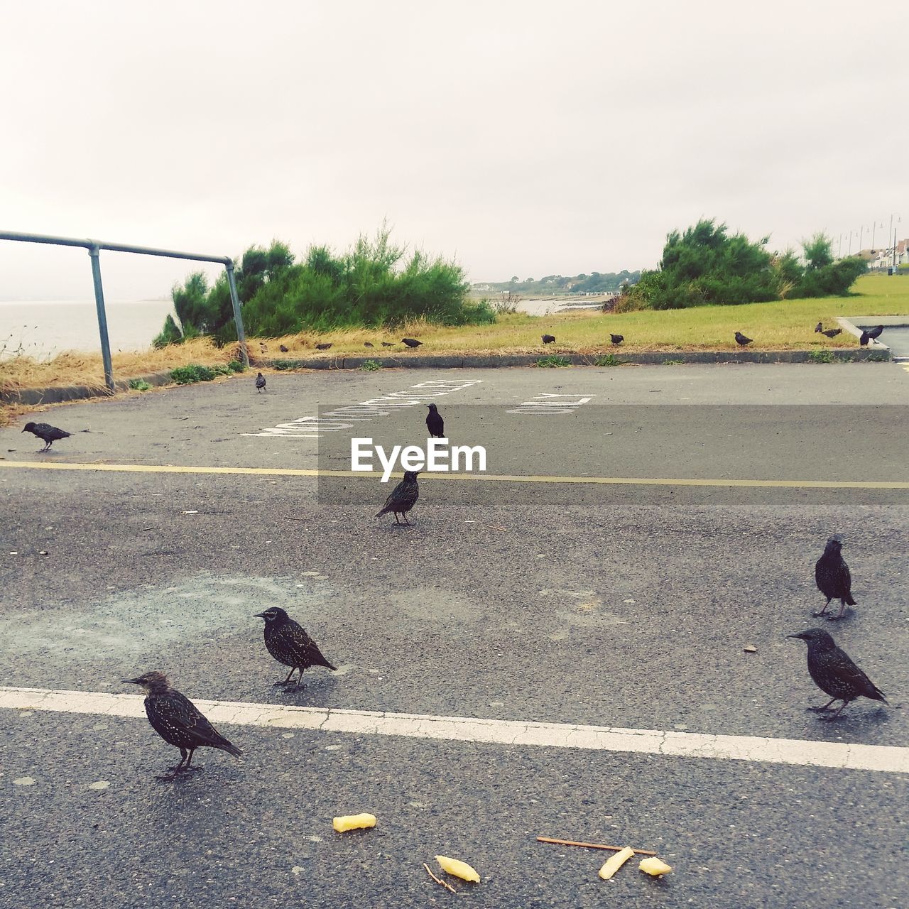 BIRDS ON ROAD AGAINST SKY