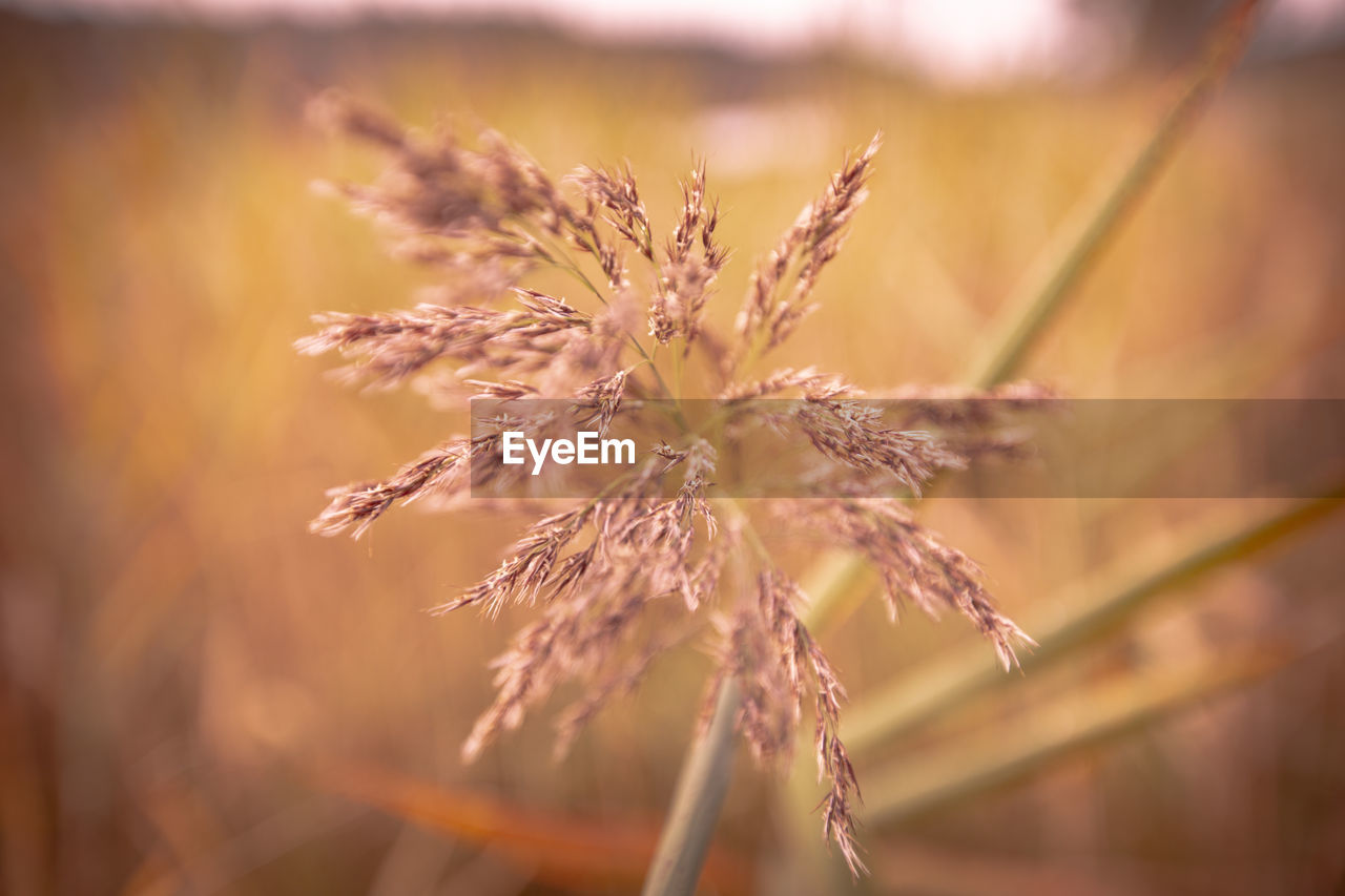 CLOSE-UP OF WILTED FLOWER ON FIELD AGAINST BLURRED BACKGROUND