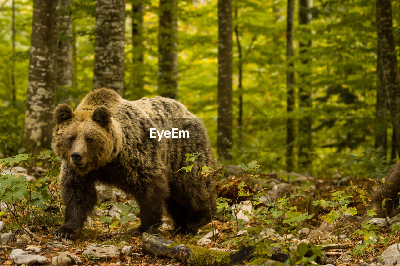 Wild brown bear walking in slovenia with fall colors in a giant forest
