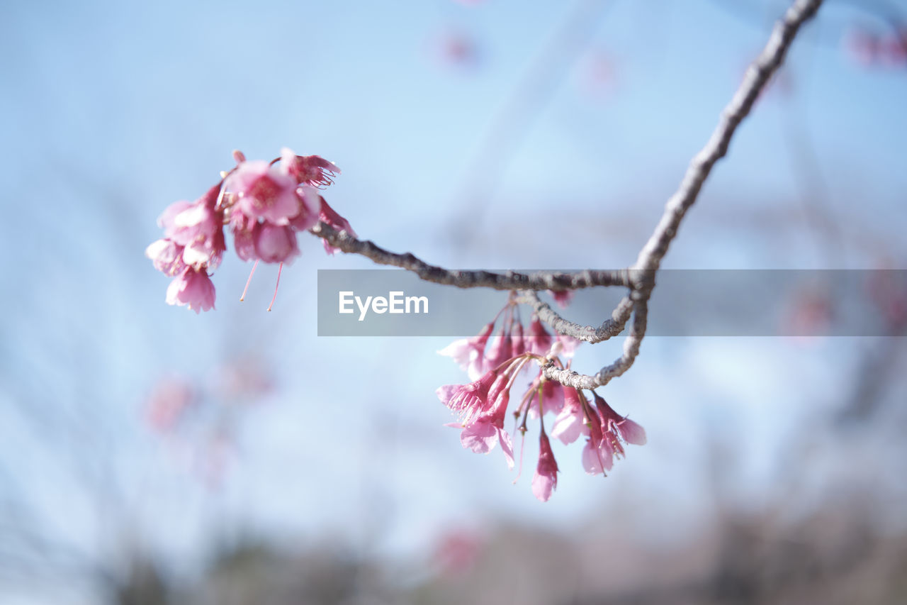 Close-up of pink cherry blossom