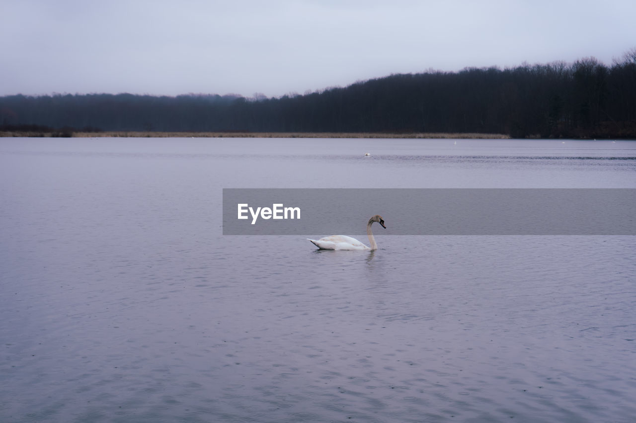 VIEW OF SWAN SWIMMING IN LAKE