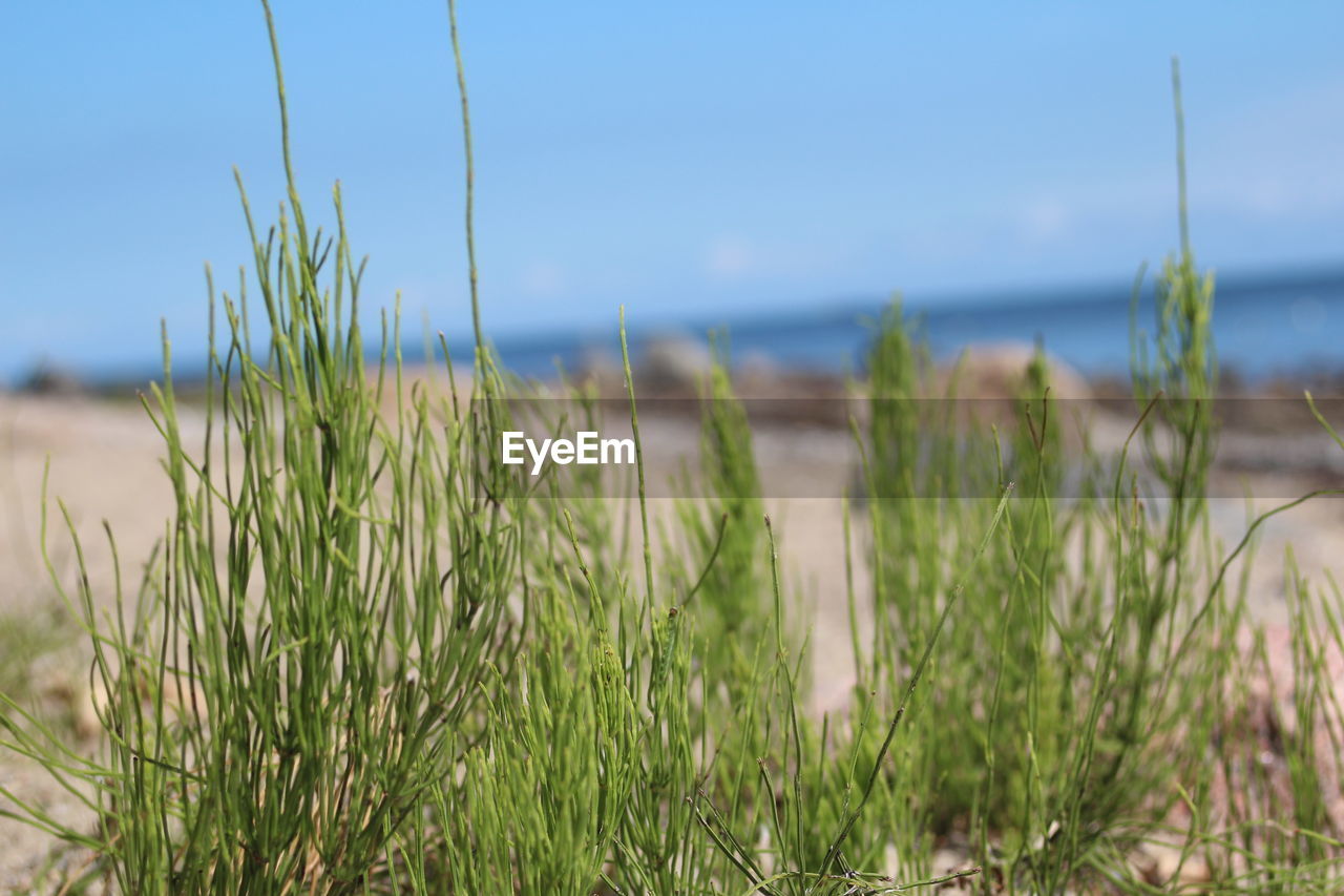 GRASS GROWING ON BEACH