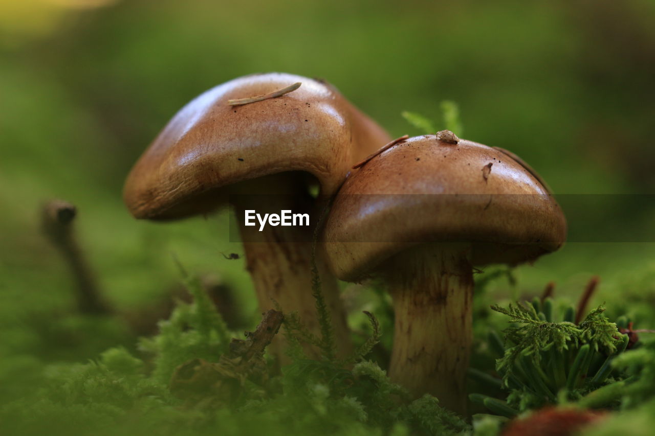 Close-up of mushrooms growing on grassy field