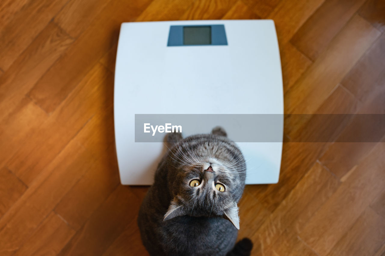Funny cat standing on the scale. cute cat stands on scales and looks up. curious pets.	