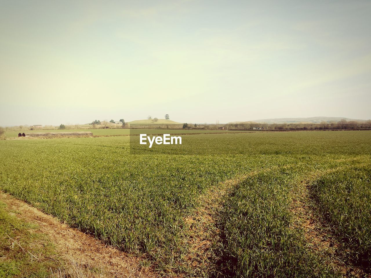 Scenic view of agricultural field