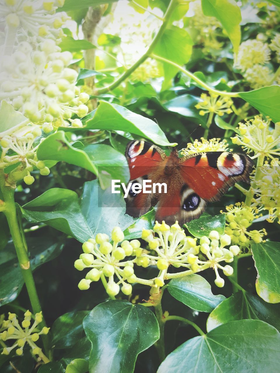 CLOSE-UP OF BUTTERFLY ON GREEN PLANT