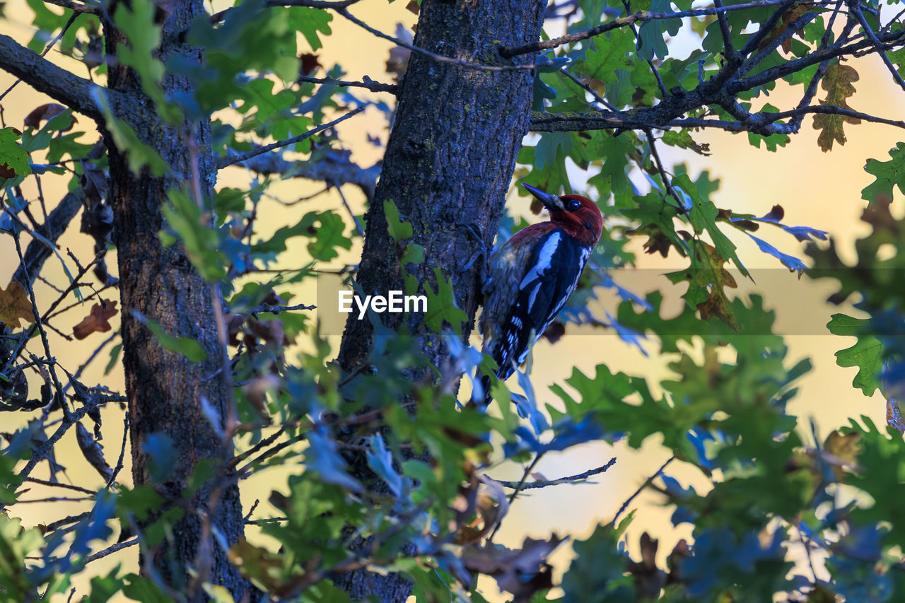 plant, tree, branch, leaf, nature, growth, plant part, animal wildlife, blue, flower, bird, beauty in nature, wildlife, no people, low angle view, animal themes, animal, outdoors, day, green, perching, sky, autumn, produce, forest, one animal