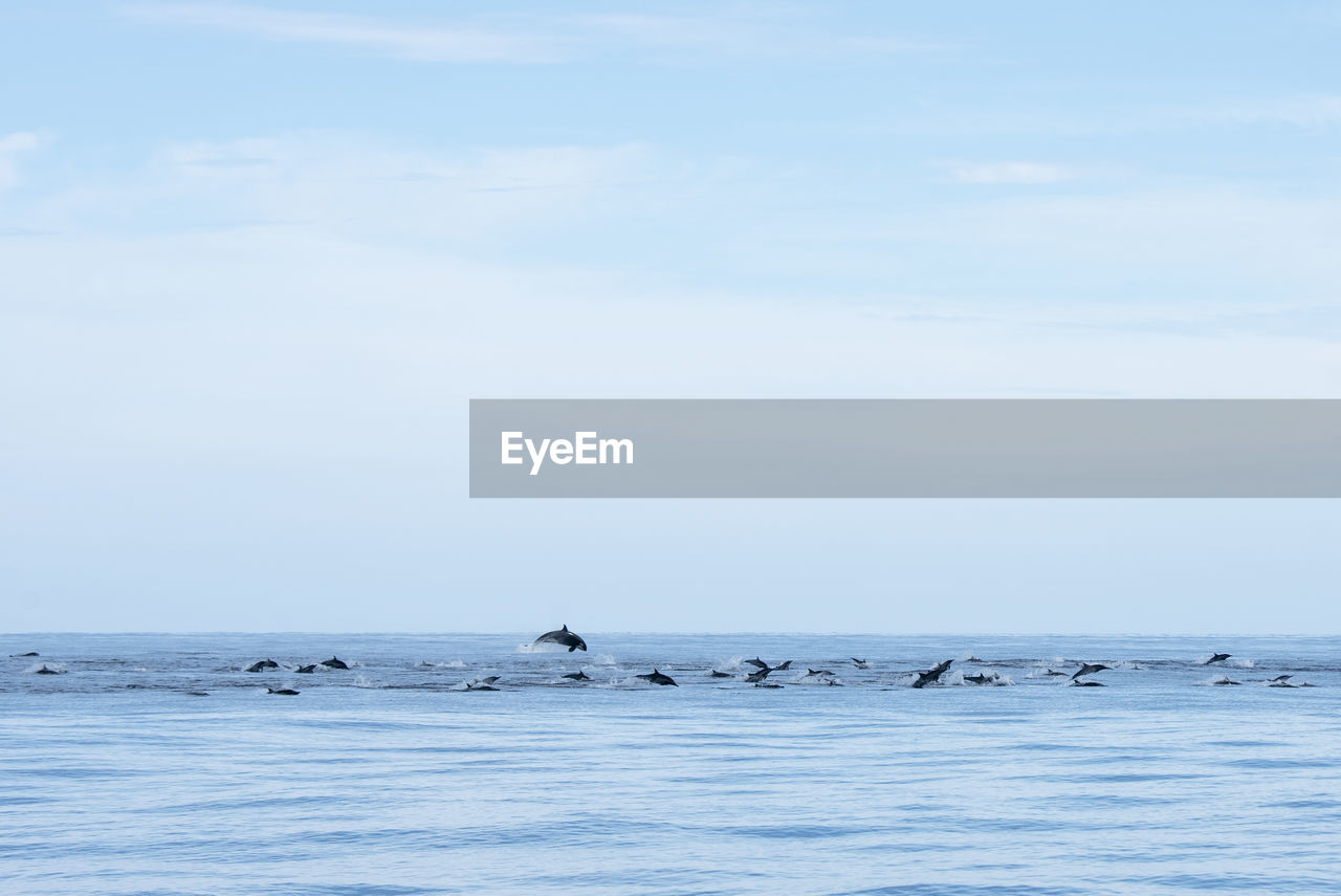 Orcas hunting dolphins at espiritu santo island in baja california