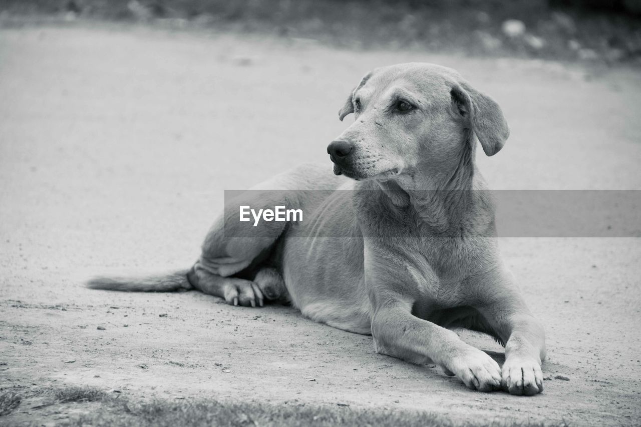 CLOSE-UP OF DOG RELAXING ON GROUND