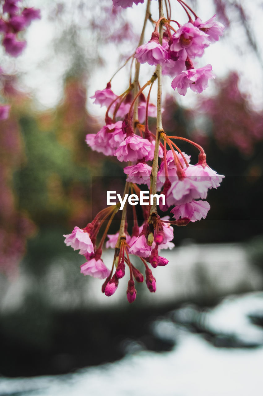 CLOSE-UP OF PINK CHERRY BLOSSOM PLANT