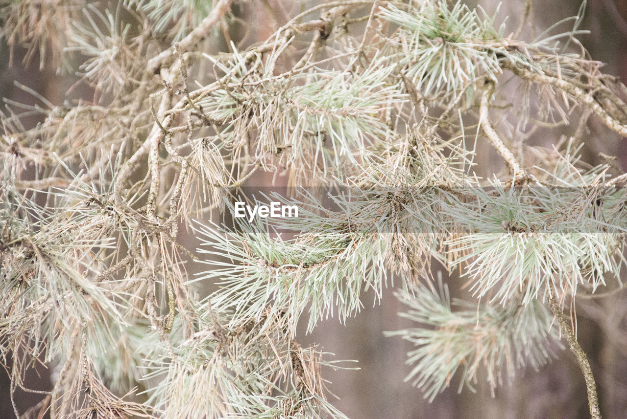 CLOSE-UP OF PLANTS