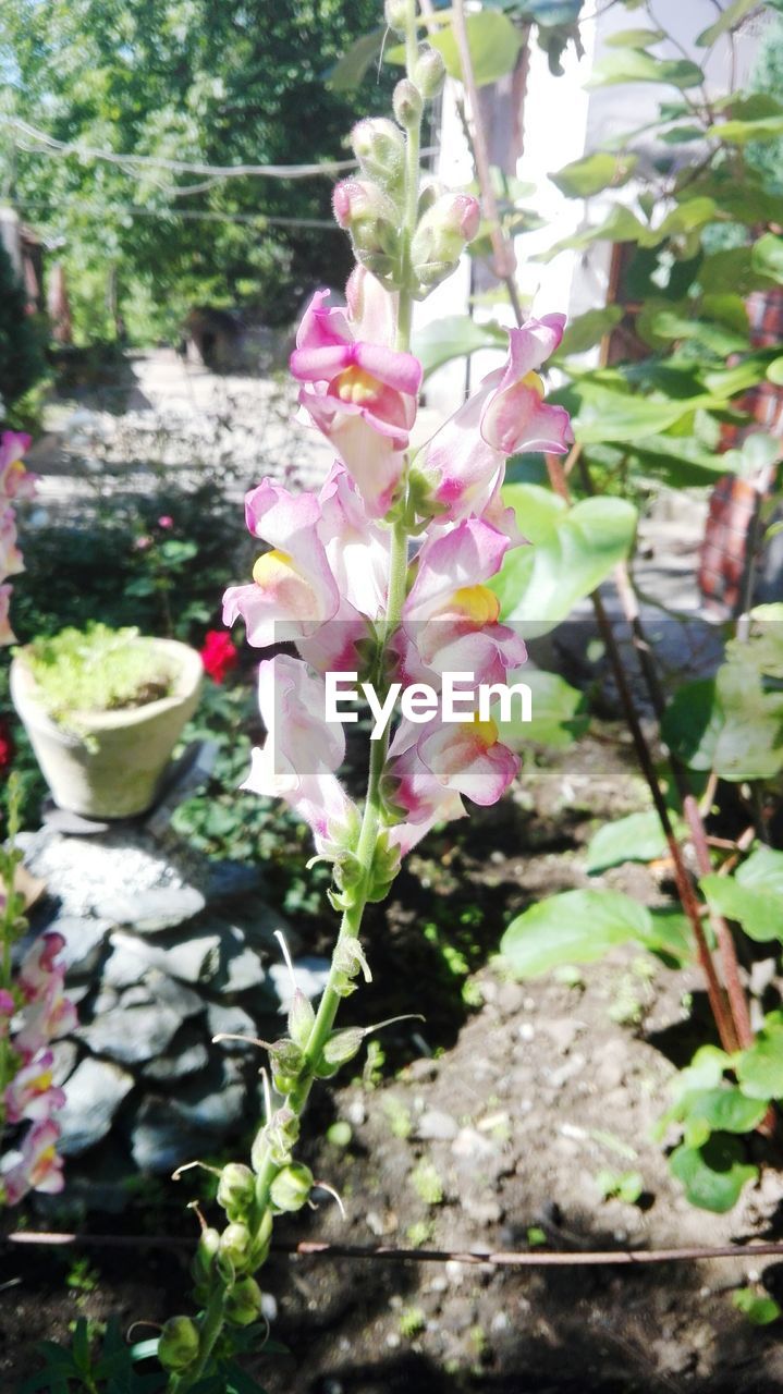 CLOSE-UP OF PINK FLOWERS ON TREE