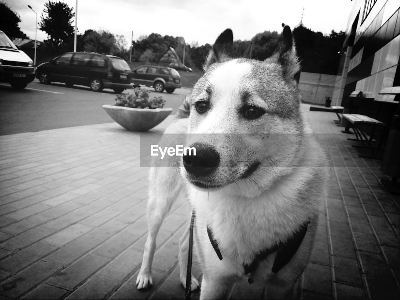 Close-up portrait of dog against sky