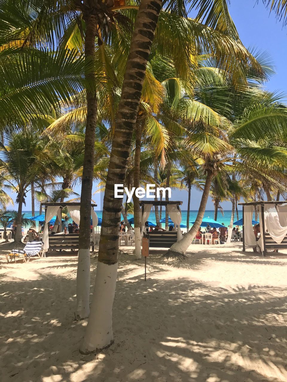 Palm trees on beach