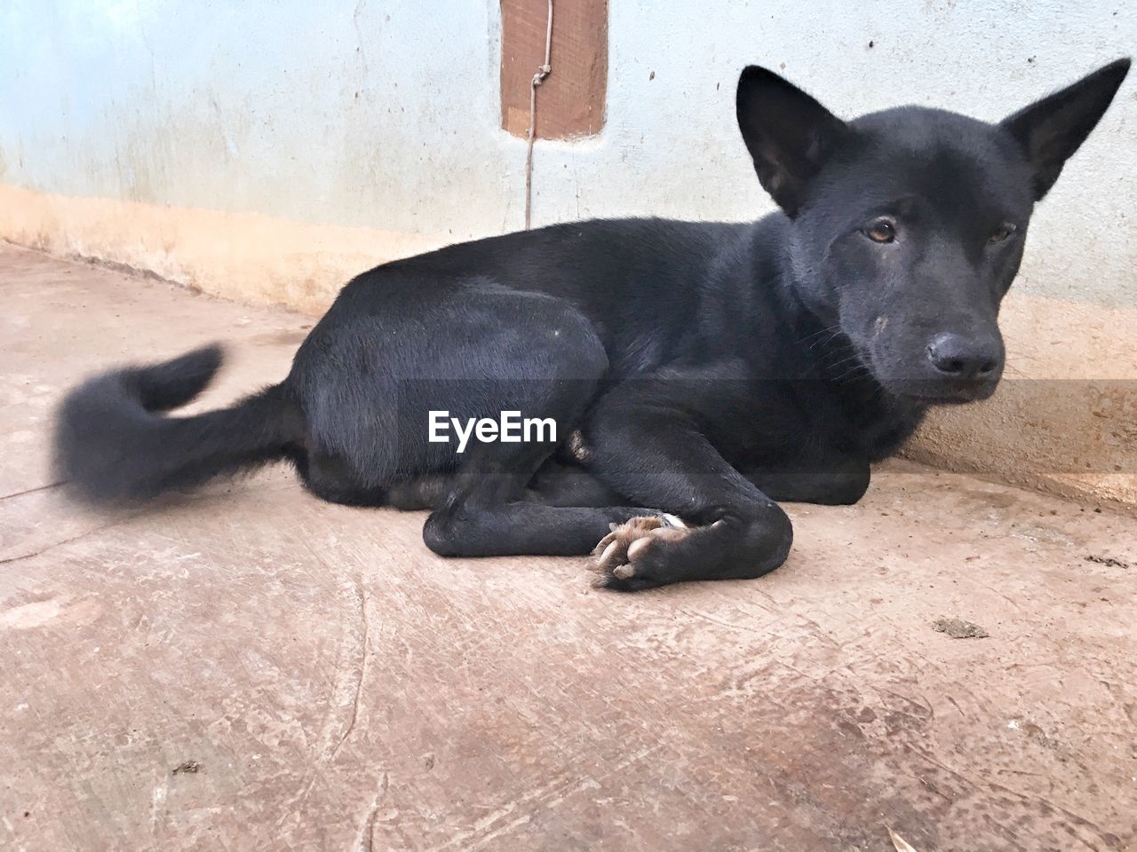 Close-up portrait of black dog