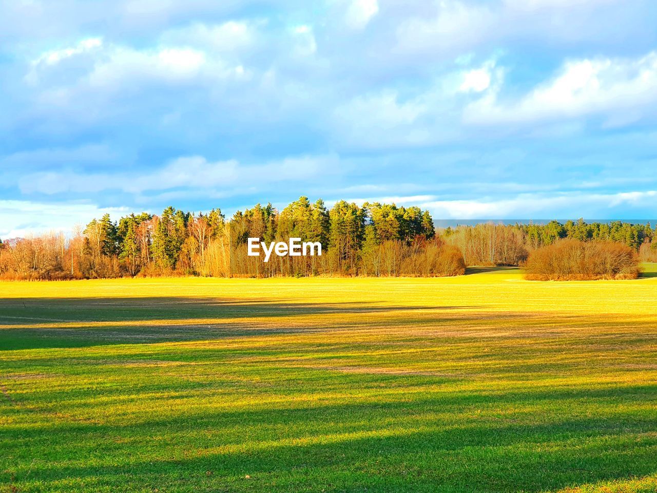 Scenic view of trees on field against sky