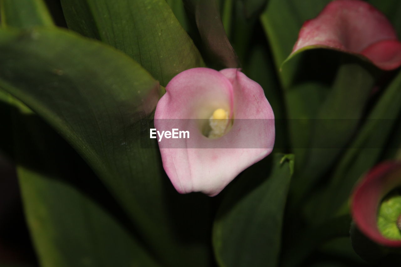 CLOSE-UP OF PINK FLOWERS BLOOMING