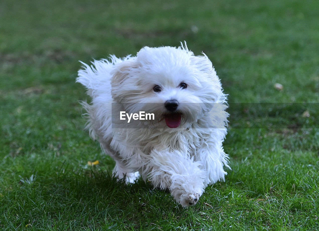 PORTRAIT OF WHITE DOG ON GRASS