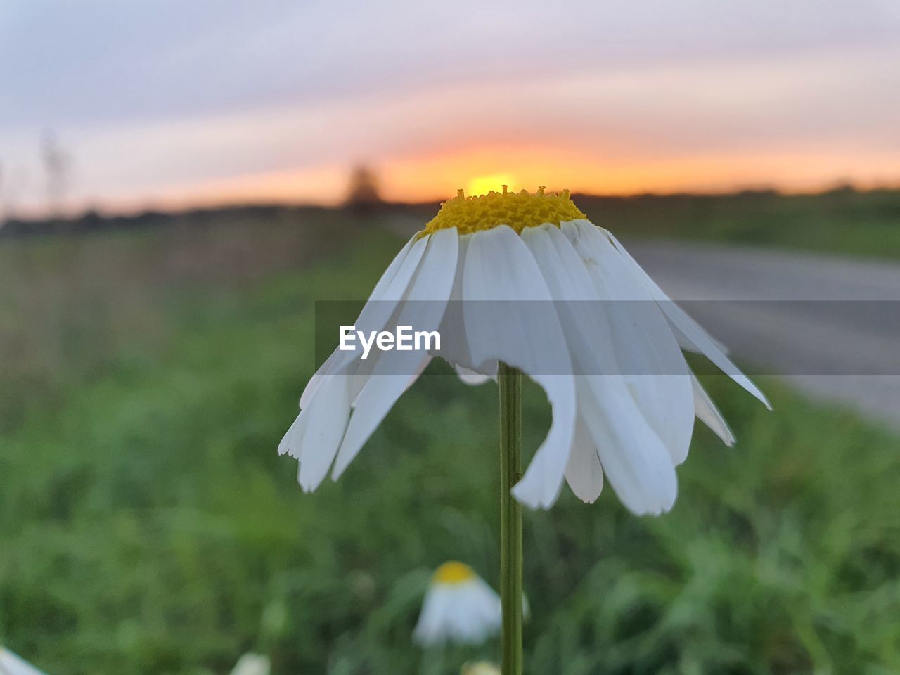 CLOSE-UP OF WHITE FLOWER ON FIELD AGAINST SKY