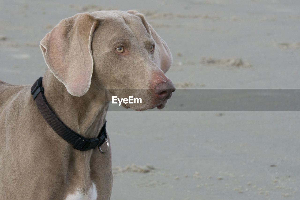 CLOSE-UP OF DOG ON SAND