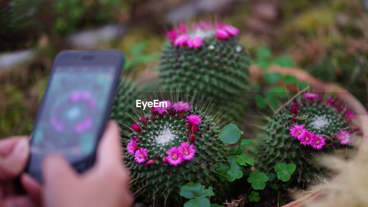 Cropped hands of person photographing cactus with mobile phone