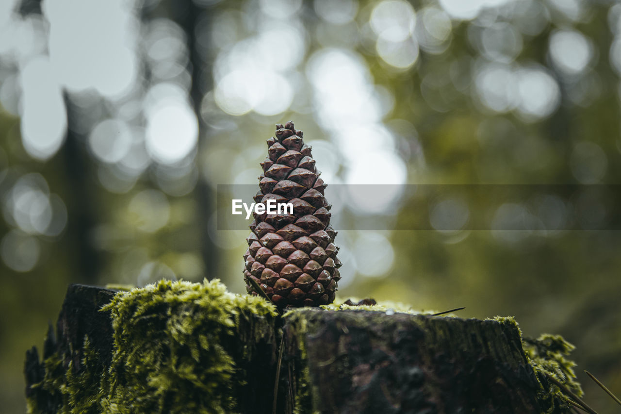 Close-up of pine cone on tree