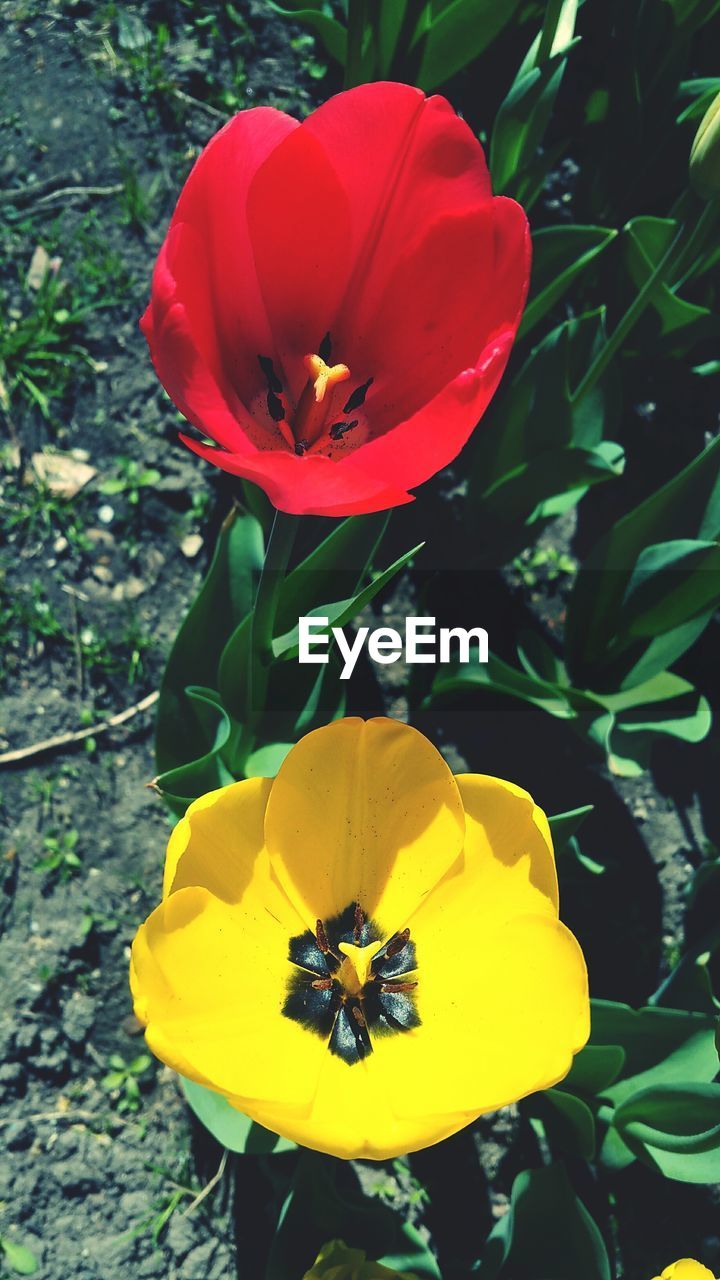 CLOSE-UP OF YELLOW HIBISCUS