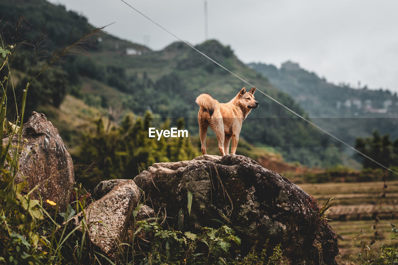 Dog standing on rock against mountains