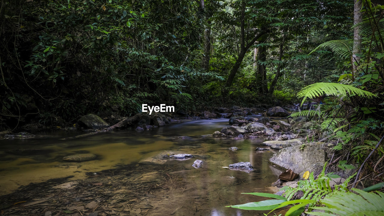 SCENIC VIEW OF RIVER FLOWING THROUGH FOREST