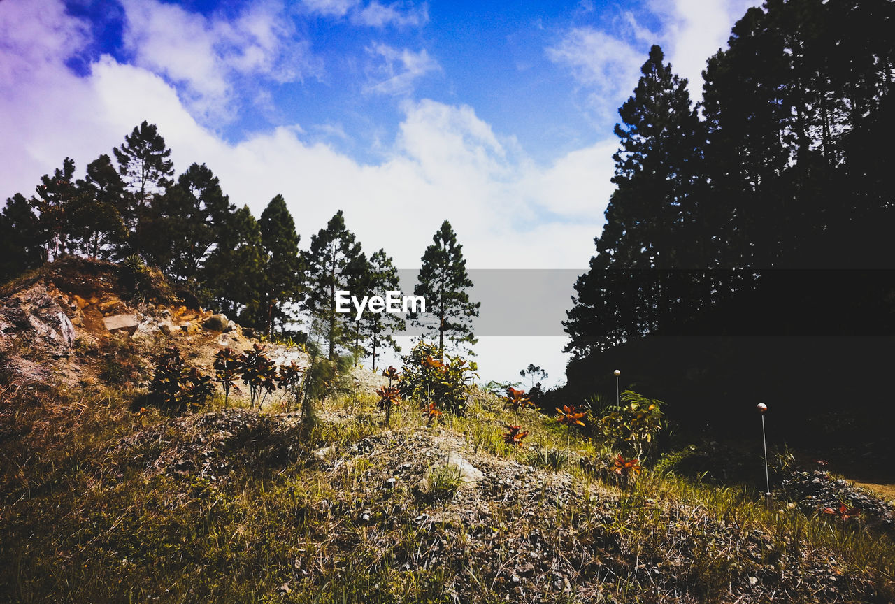 PANORAMIC VIEW OF TREES AND SKY