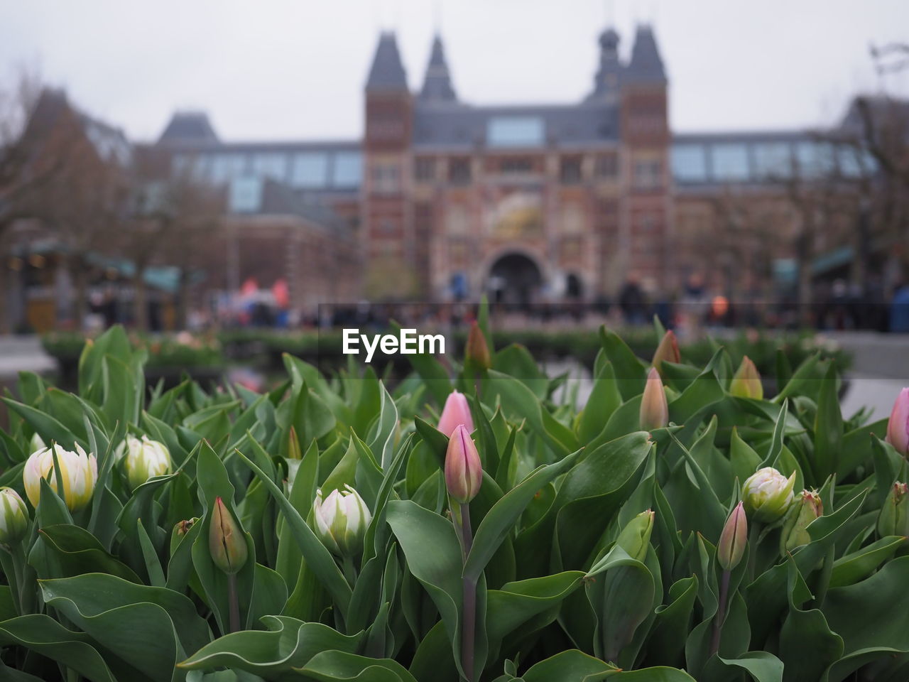 plant, architecture, flower, building exterior, flowering plant, nature, built structure, city, leaf, plant part, focus on foreground, beauty in nature, freshness, travel destinations, building, sky, growth, no people, close-up, outdoors, day, tulip, garden, fragility, green, travel, tourism