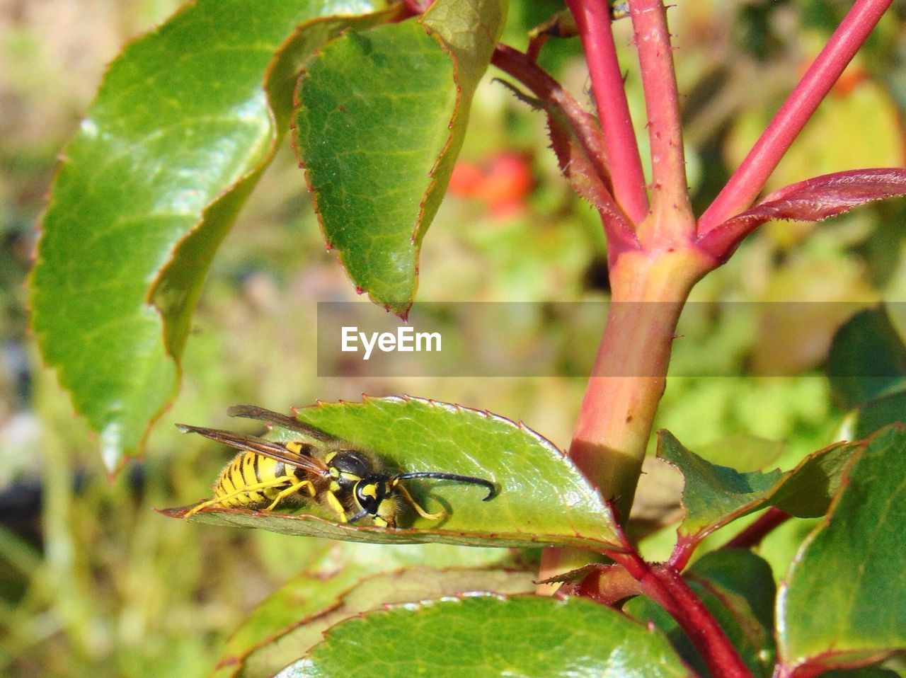 Close-up of insect on leaf