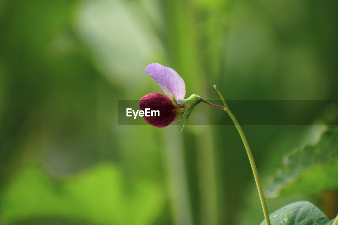 CLOSE-UP OF PINK FLOWER BUDS ON PLANT