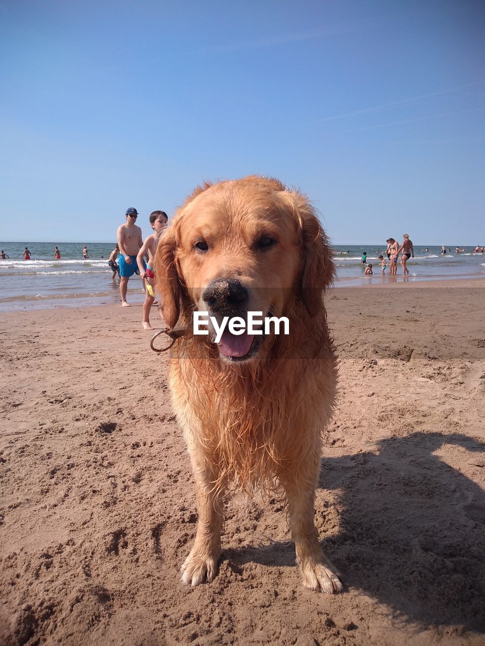 VIEW OF DOG ON BEACH