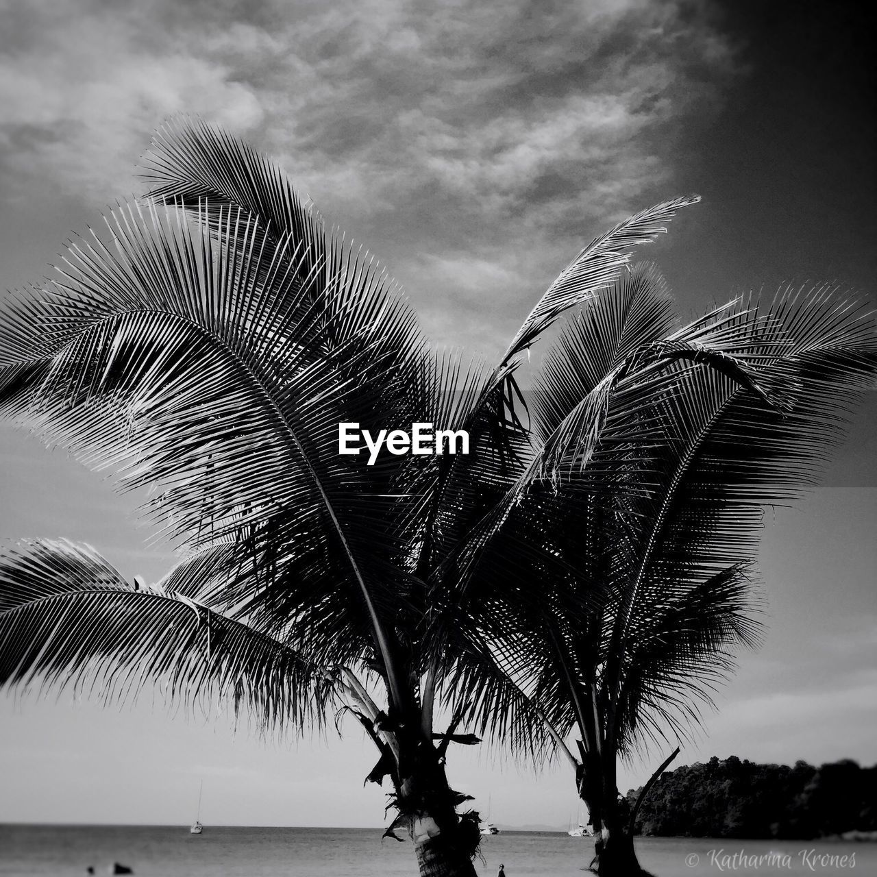 Palm tree by sea against sky