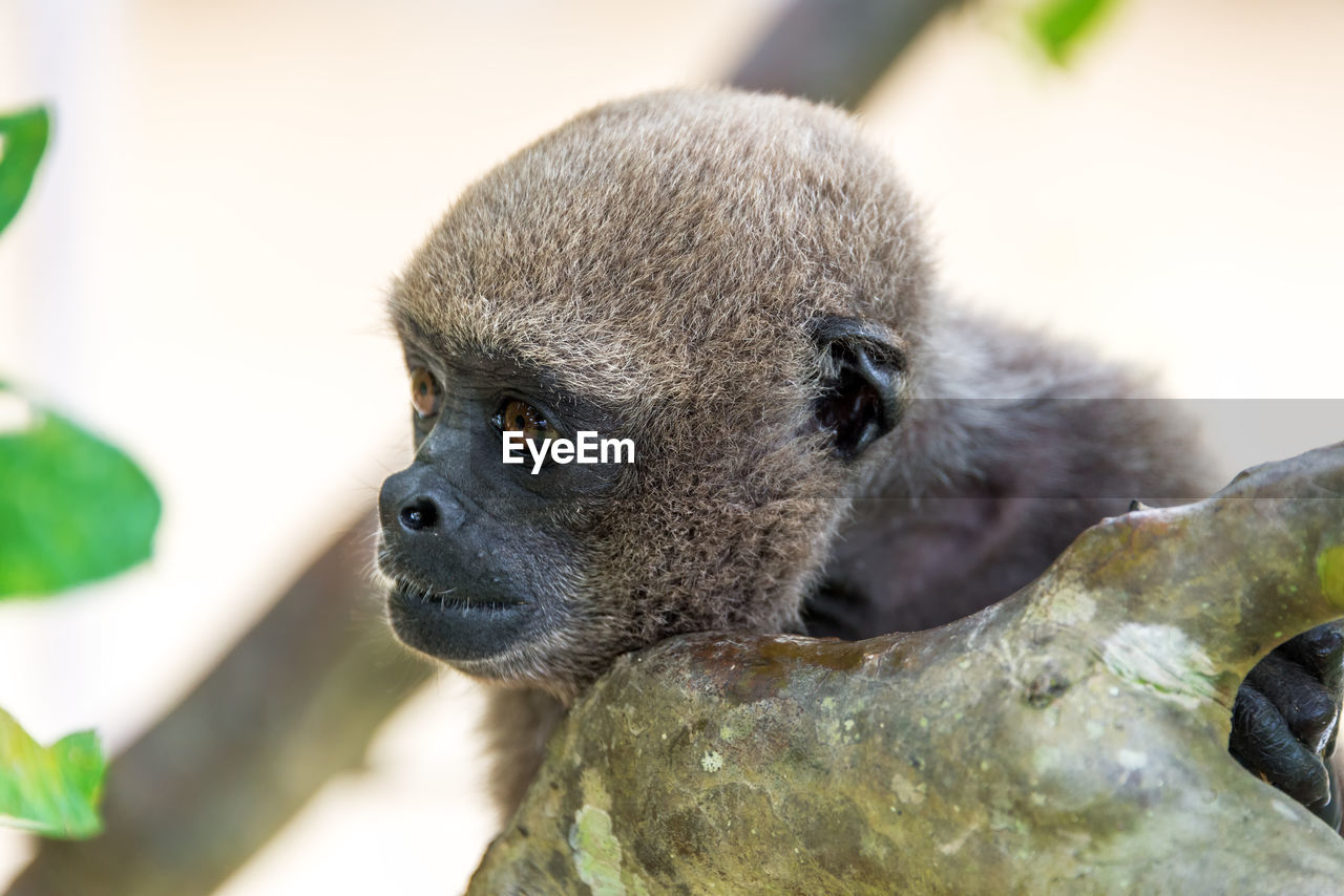 Close-up of woolly monkey looking away while sitting on tree in forest