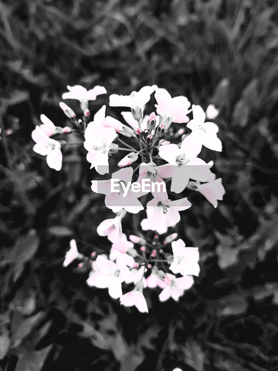 CLOSE-UP OF FLOWERS BLOOMING ON TREE