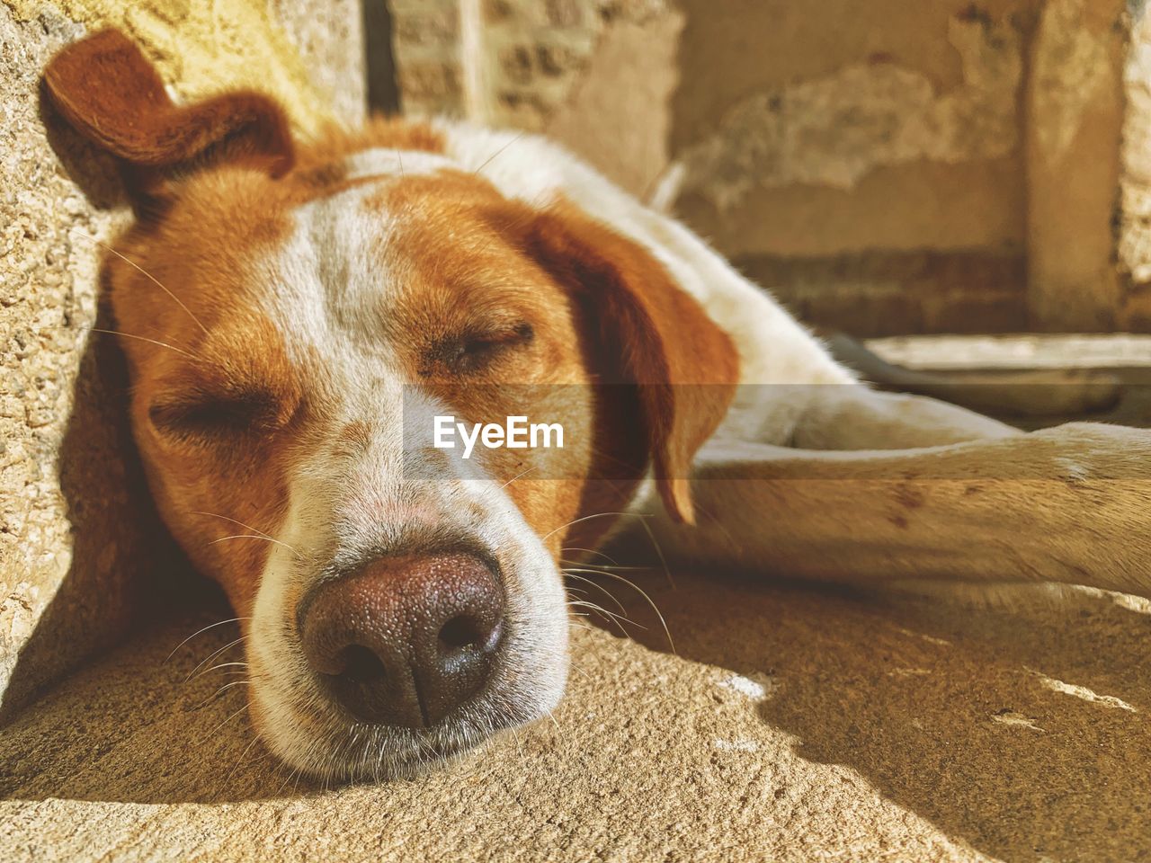 CLOSE-UP PORTRAIT OF DOG LYING DOWN