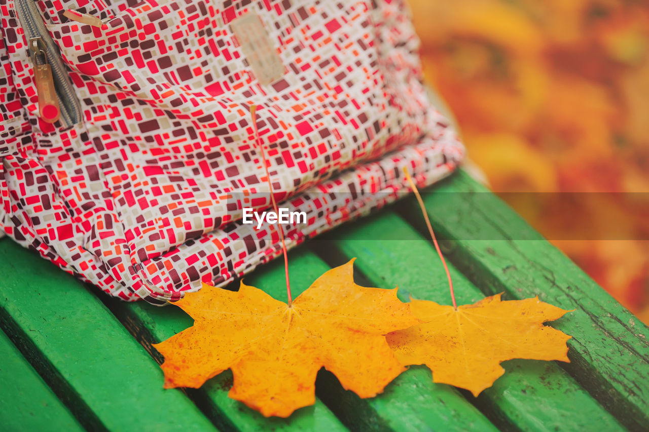 HIGH ANGLE VIEW OF MULTI COLORED LEAVES ON YELLOW