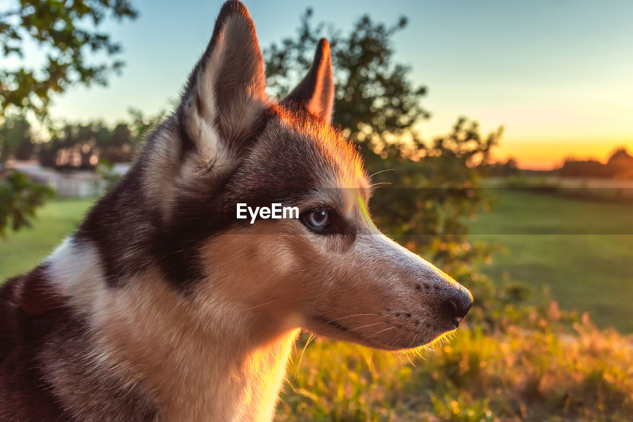 CLOSE-UP OF DOG LOOKING AWAY IN FIELD