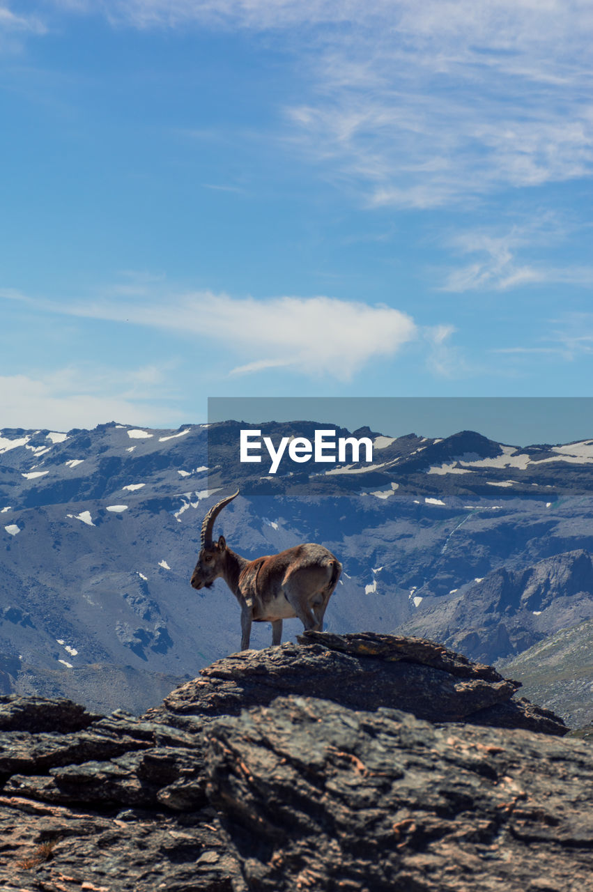 Mountain goat against blue sky