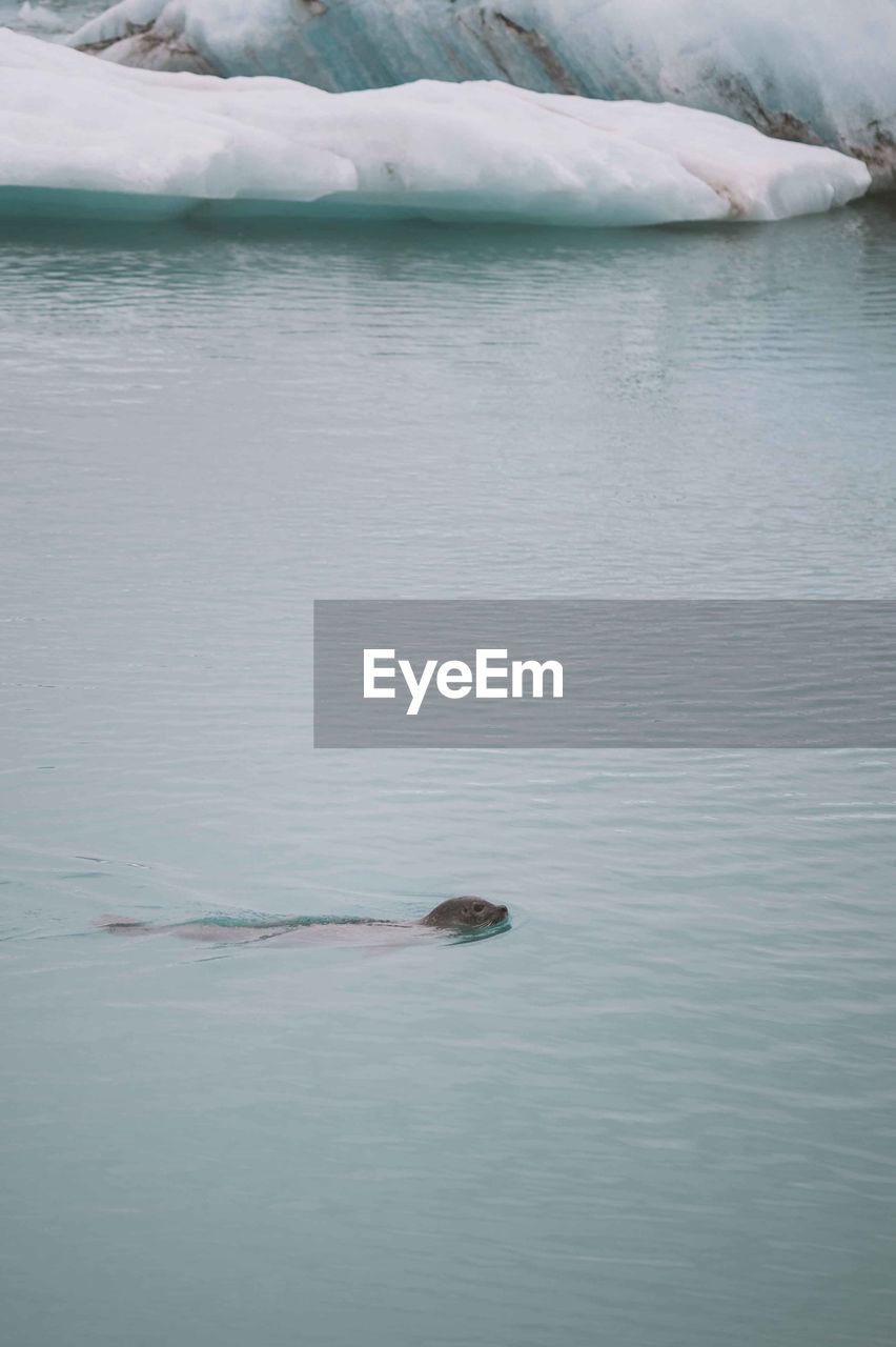 Seal swimming in sea