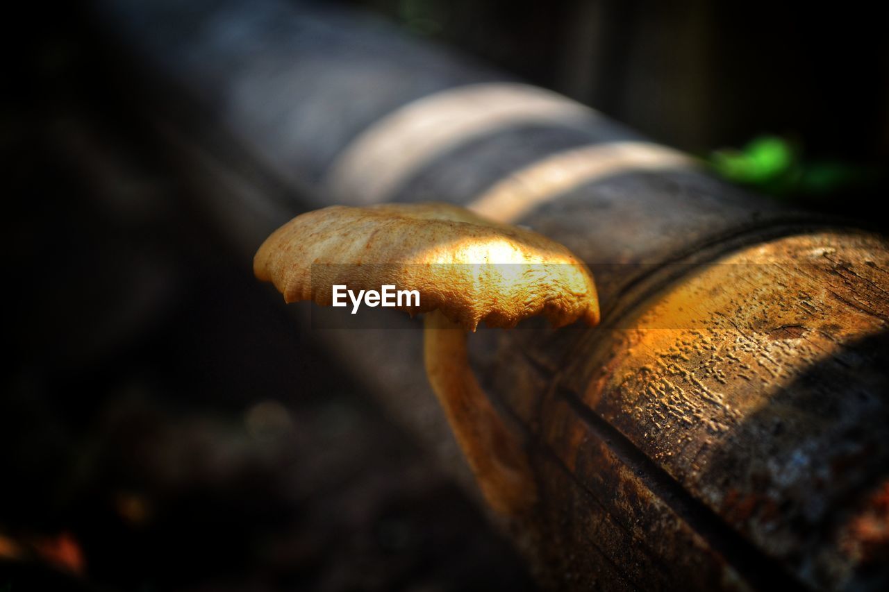 Macrophotography mushroom growing on dry wood